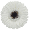 MINI GERBERA
