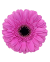 Dolcetto