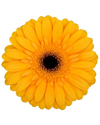 Akino